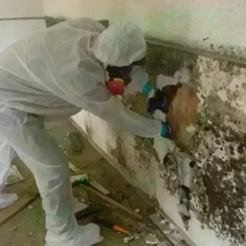 Mold Remediation and Removal in Cuba, IL